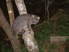 Oldest Iriomote wildcat dies aged 15 years one month