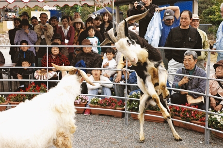Kick ass – Goat-fighting at the Katsuyama Flower Festival