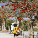Taketomi’s deigo trees blooming brightly after six years, adding vigor to islanders’ activities