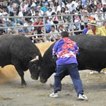 Bullfighting - 4000 spectators watch the action at the All Okinawa Spring Tournament