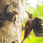 Okinawa Woodpecker busily rearing its chicks
