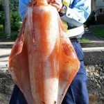 While on patrol a police sergeant arrests a large squid with some help from a friend