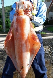 While on patrol a police sergeant arrests a large squid with some help from a friend