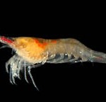 The WWF Japan discovers a new species of numa-ebi in the sea off Kumejima