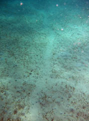 Fresh traces suggesting that dugong ate seaweed further out in Oura Bay