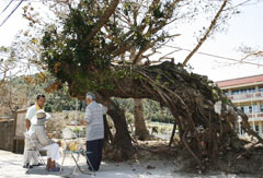 Typhoon No. 2 blows over 300 year-old Ako tree at Hamahiga-jima