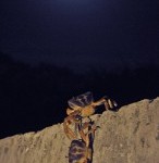 Crabs spawn in Ikemajima under a full moon
