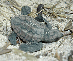 Baby turtles hatched in the sand at the seaside of Ogimi Village, July 28.