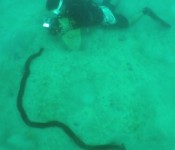 World’s largest sea cucumber found in Iriomote