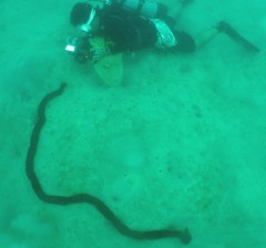 World’s largest sea cucumber found in Iriomote 