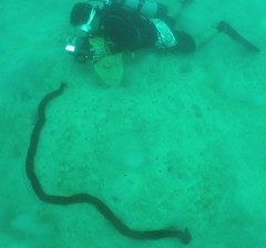 World’s largest sea cucumber found in Iriomote