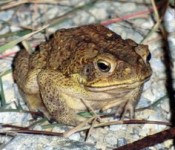 Several non-native toads captured - a threat to the ecosystem