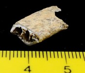 24000 year-old human remains discovered at Shiraho Saonetabaru Cave Ruins in Ishigaki City