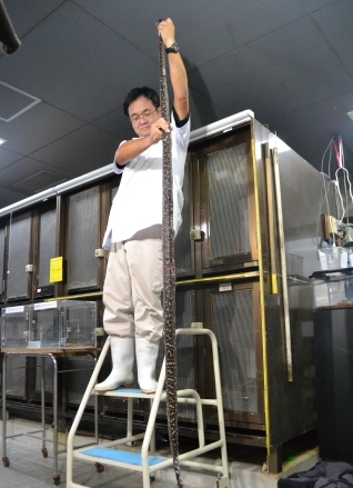 World's longest habu snake