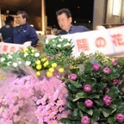 JAL puts on a special cargo service to get New Year chrysanthemums from Okinawa to all parts of the country
