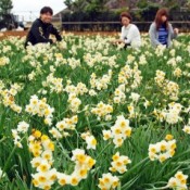 Narcissus flowers in full bloom in Ie Island