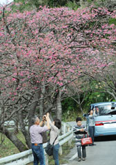 Motobu Yaedake Cherry Blossom Festival kicks off