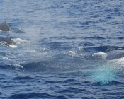 Five humpback whales spotted off Zamami Island