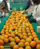 JA Okinawa begins shipping citrus tankan Hayata to locations throughout the country