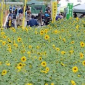 Sunflower festival begins in Kitanakagusuku.