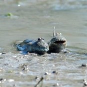 Bearded mudskippers enjoy the spring weather