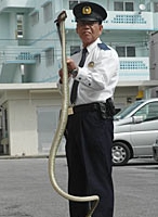 Police officer “apprehends” a 1.5 meter long <em>habu</em> at Yagaji - police officials send a cautionary message to the public earlier than in normal years