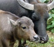 Baby water buffalo born in Ishigaki