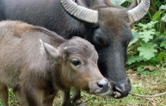 Baby water buffalo born in Ishigaki