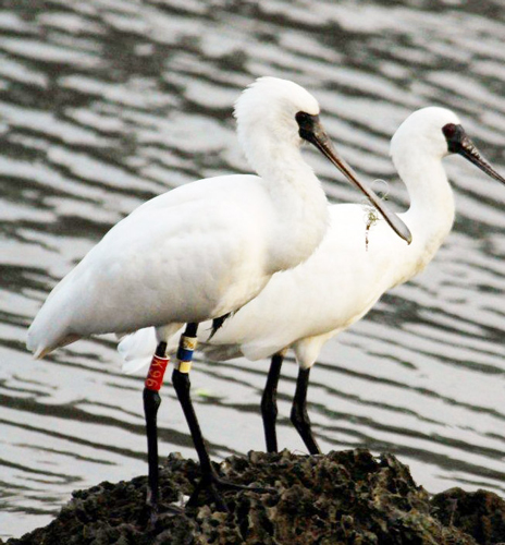 Spoonbill Beak