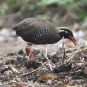 Okinawa rail photographed eating its lunch