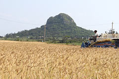 Wheat harvest season on Iejima