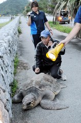 Passersby rescue stray loggerhead turtle on road