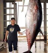 Captain Yohena lands the big tuna in Kumejima