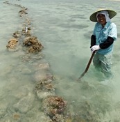 Traditional fishing method revived