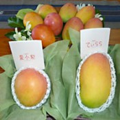 Okinawa Prefectural Government produces new Okinawan mangoes