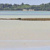Yonaha Bay becomes Ramsar site