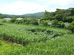 Sugarcane mysteriously flattened in Nakijin