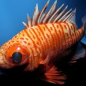 Okinawa Churaumi Aquarium displays a rare deep-water fish