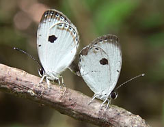 Researcher discovers rare species of butterfly in Takae