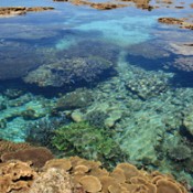 Yabiji coral reef community and tsunami stones designated as natural treasures