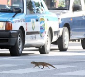 Mongoose boldly crosses street in Nago