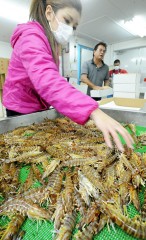 Shipment of Japanese tiger prawns gets into in full swing