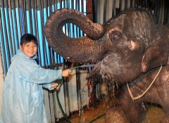 Schoolchild helps wash an elephant at Kinoshita Circus