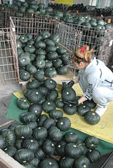 Pumpkin production revives