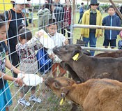 Cattle Festival on Kuroshima Island