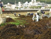 <em>Hijiki</em> seaweed harvest begins