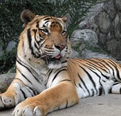 Popular tiger Shima dies in Zoo