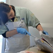 Young woman becomes popular for her skill at slicing up tuna