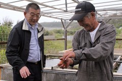 Head of Iwaki Fisheries Cooperative studies sea urchin breeding in Okinawa