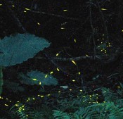 Fantastic lights from fireflies in Ogimi Village